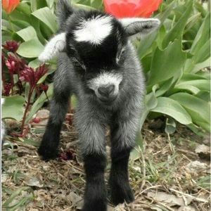 Meet your Posher, Abby